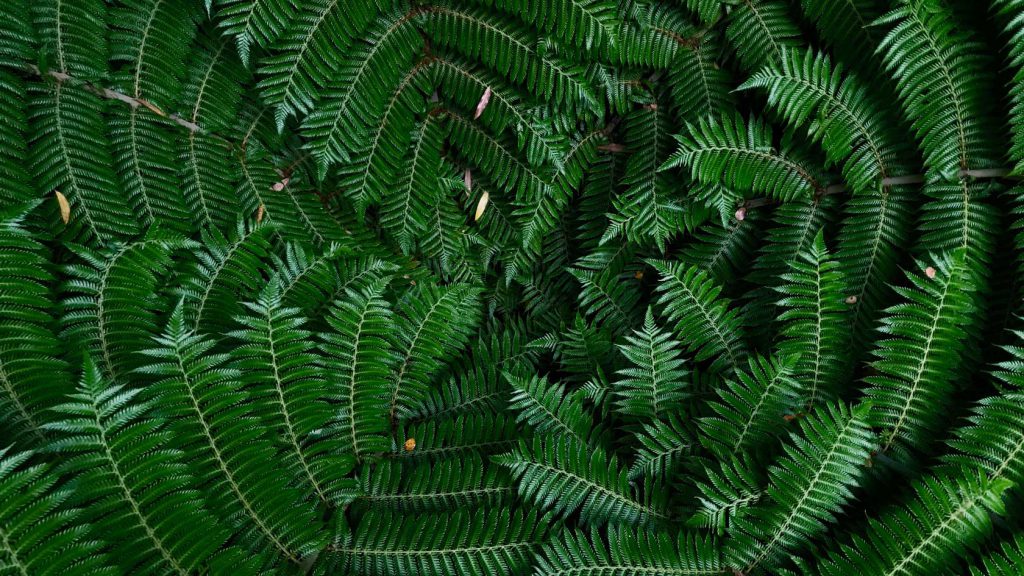 fern